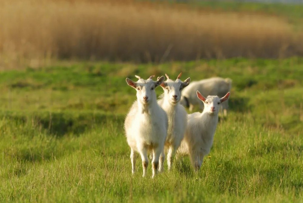 全发国际(集团)有限公司官网